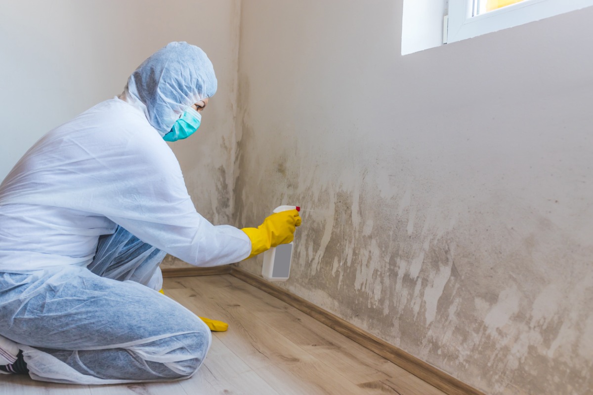 Mold Remediation: Understanding the Dangers and Steps for Effective Removal Image